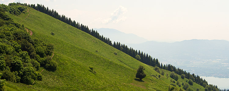 il versante sud del Monte Bolettone con l’inconfondibile filare di abeti, che dalla cima scende verso valle
